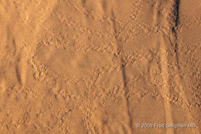 20090603_171254 D300 X1.jpg - Animal tracks....  It may be that of a web footed gecko which holds itself high on the surface of the dune, leaving a leaf-like print with its webbed feet.  I am told that the Geico gecko has ancestral roots from this region of Namibia